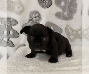 French Bulldog Puppy for sale in JOHNS ISLAND, SC, USA