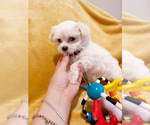 Small #1 Maltese