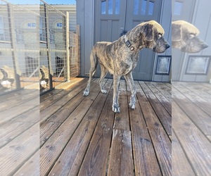 Great Dane Puppy for sale in CLEVELAND, NC, USA