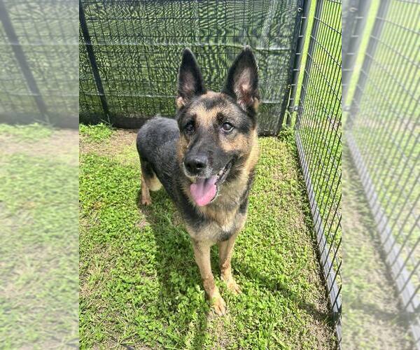 Medium Photo #2 German Shepherd Dog Puppy For Sale in Abbeville, LA, USA
