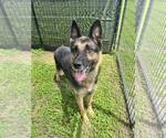 Small #1 German Shepherd Dog