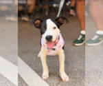 Small American Pit Bull Terrier-Labrador Retriever Mix