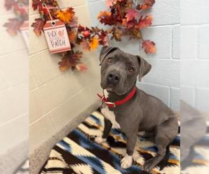 Mutt Dogs for adoption in Brighton, CO, USA