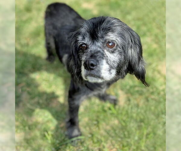 Medium Photo #15 Cocker Spaniel-Unknown Mix Puppy For Sale in Arlington, VA, USA