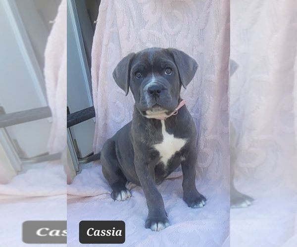 Medium Photo #1 Cane Corso Puppy For Sale in MINERAL WELLS, WV, USA