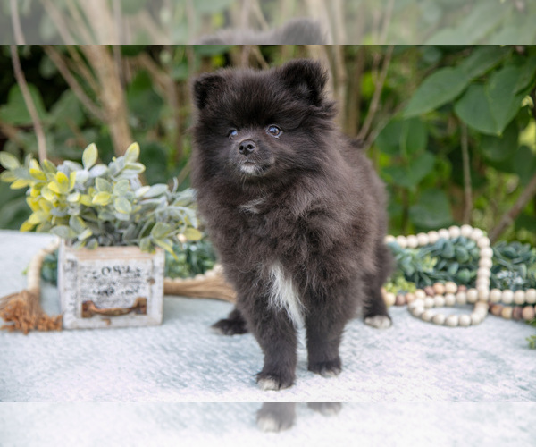 Medium Photo #1 Pomeranian Puppy For Sale in SALEM, IN, USA