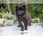Puppy Rocky Pomeranian