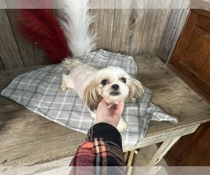 Mother of the Shih Tzu puppies born on 11/14/2024
