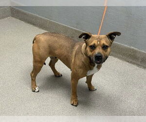 Bullypit Dogs for adoption in Las Vegas, NV, USA