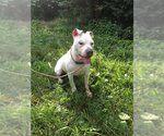 Small #22 American Pit Bull Terrier Mix