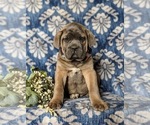 Small #1 Cane Corso