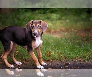 Beagle Dogs for adoption in Belleville, IL, USA