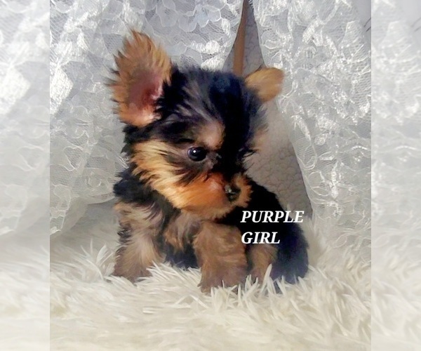 Medium Photo #7 Yorkshire Terrier Puppy For Sale in MORENO VALLEY, CA, USA