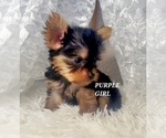 Small Photo #7 Yorkshire Terrier Puppy For Sale in MORENO VALLEY, CA, USA