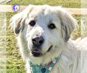 Izzy - Female Great Pyrenees Dog for Adoption - Photo #5