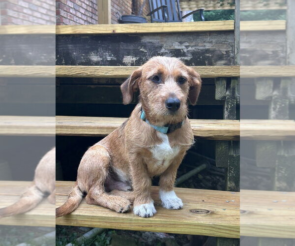 Medium Photo #1 Mutt Puppy For Sale in Boston, MA, USA