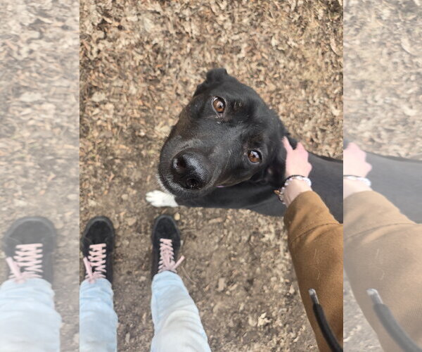 Medium Photo #7 Catahoula Leopard Dog-Labrador Retriever Mix Puppy For Sale in Crystal, MN, USA