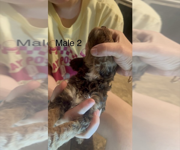 Medium Photo #28 Goldendoodle Puppy For Sale in SPARTANBURG, SC, USA