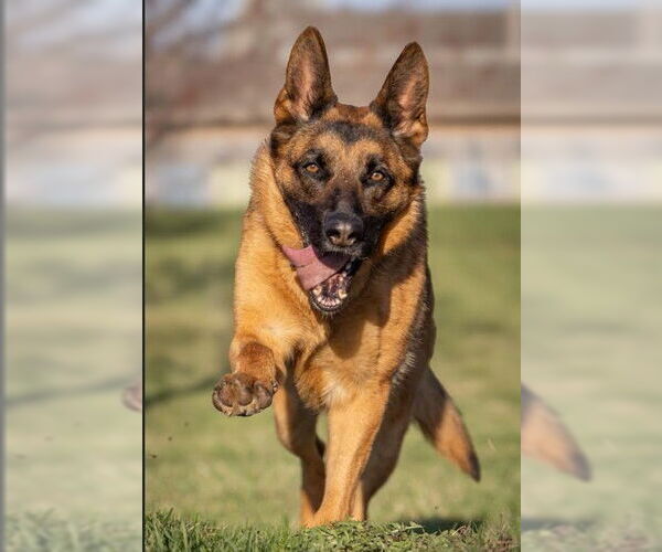 Medium Photo #4 German Shepherd Dog Puppy For Sale in Kansas City, MO, USA
