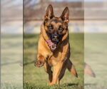 Small #3 German Shepherd Dog