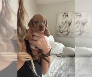 Dachshund Puppy for sale in SAN DIEGO, CA, USA