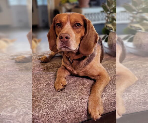 Medium Photo #2 Beagle-Unknown Mix Puppy For Sale in Boston, MA, USA