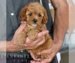 Small #2 Cavapoo