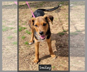 Beagle-Unknown Mix Dogs for adoption in Granbury, TX, USA
