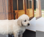 Small Photo #8 Golden Retriever Puppy For Sale in WIRTZ, VA, USA
