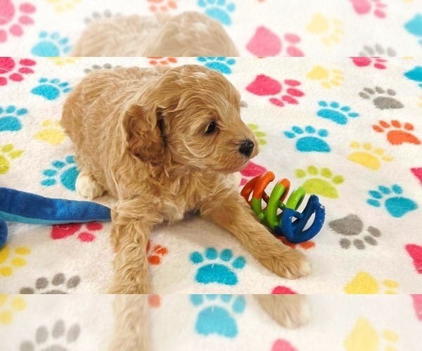 Medium Photo #7 Cavapoo mix (+ Poodle Miniature) Puppy For Sale in ORO VALLEY, AZ, USA