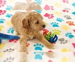 Small #6 Cavapoo mix (+ Poodle Miniature)