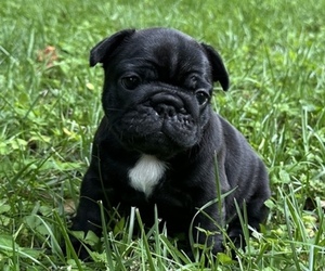Medium French Bulldog