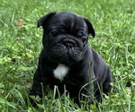 Puppy 4 French Bulldog