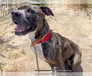 Medium American Pit Bull Terrier