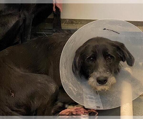 Medium Photo #1 Irish Terrier-Unknown Mix Puppy For Sale in Fayetteville, NC, USA