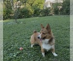 Small #1 Pembroke Welsh Corgi