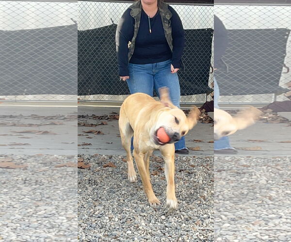 Medium Photo #4 Mutt Puppy For Sale in Emmett, ID, USA