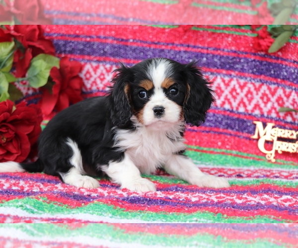 Medium Photo #3 Cavalier King Charles Spaniel Puppy For Sale in SHILOH, OH, USA