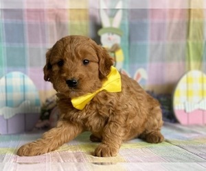 Goldendoodle Puppy for sale in LANCASTER, PA, USA