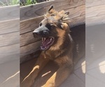 Small Photo #23 German Shepherd Dog Puppy For Sale in HESPERIA, CA, USA