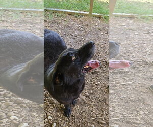 Bones - Male Mutt Dog for Adoption - Photo #7