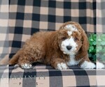 Small #2 Poodle (Miniature)
