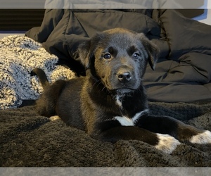 Labrador Retriever Puppy for sale in PROSSER, WA, USA