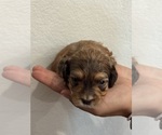 Small #14 Bernedoodle (Miniature)