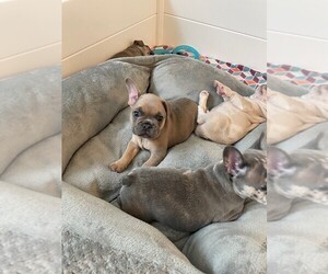 French Bulldog Puppy for sale in PLAIN CITY, UT, USA