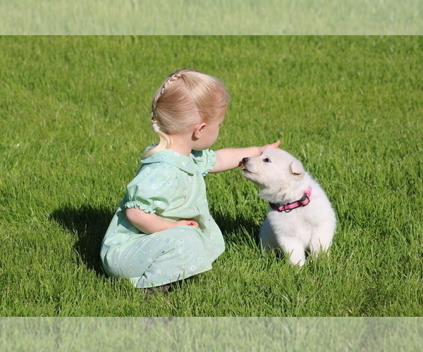 Medium Photo #7 German Shepherd Dog Puppy For Sale in ELOY, AZ, USA