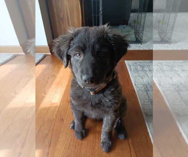 Medium Photo #3 Great Pyrenees-Unknown Mix Puppy For Sale in Brooklyn Center, MN, USA