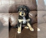 Puppy Big Momma Australian Shepherd