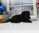 Small Photo #16 YorkiePoo Puppy For Sale in CHANUTE, KS, USA
