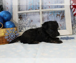 Small #15 YorkiePoo